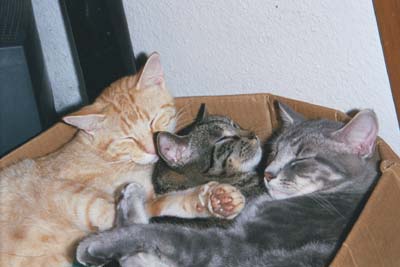 catsinabox