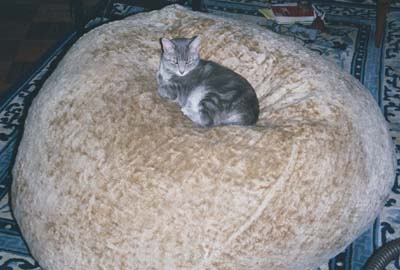 King of the Beanbag