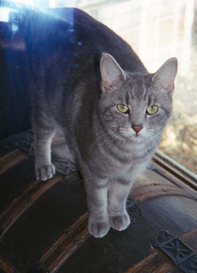 Ozzie on a trunk