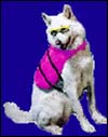 Dog in life vest